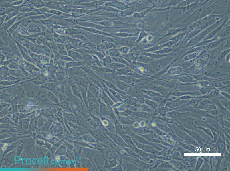 Human Bone Marrow Mesenchymal Stem Cell Complete Medium - small - 8