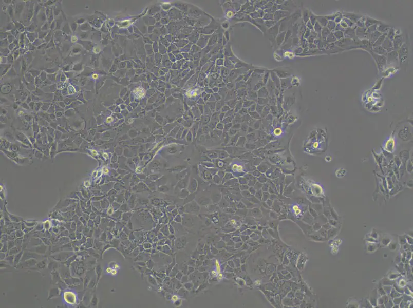 PK-59 Cell Complete MediumPK-59 Cell Complete Medium - 2