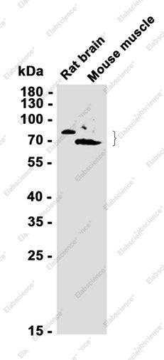 Recombinant BIN1 Monoclonal Antibody - 2