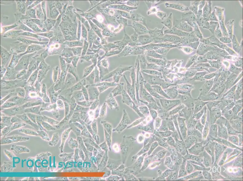 UM-UC-3 Cell Complete Medium - small - 6