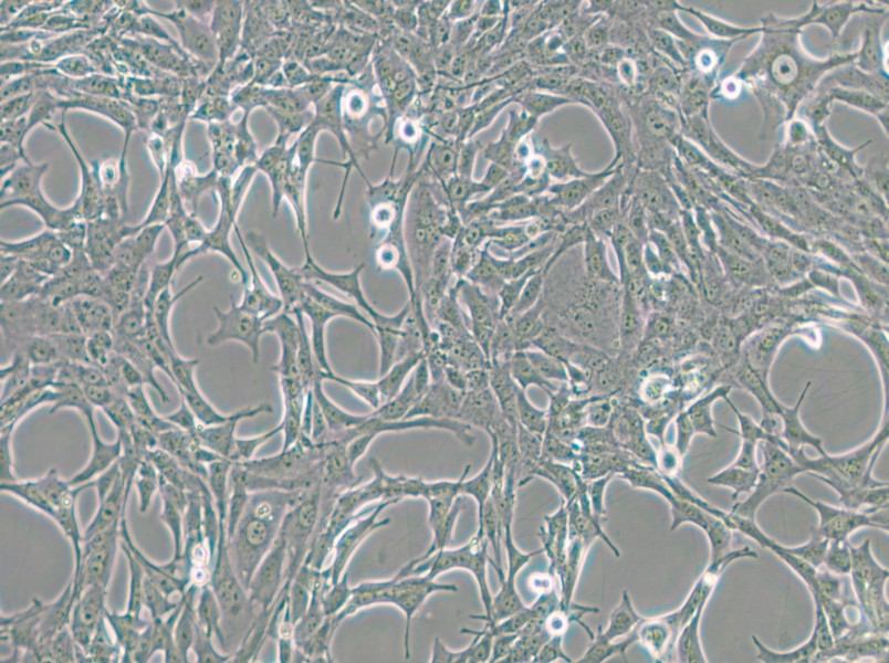 C8-D1A Cell Complete Medium - small - 5