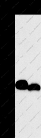 MYL2 Polyclonal Antibody - 1