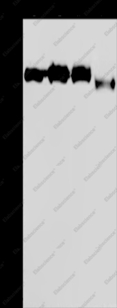 GTF2I Polyclonal Antibody - 1