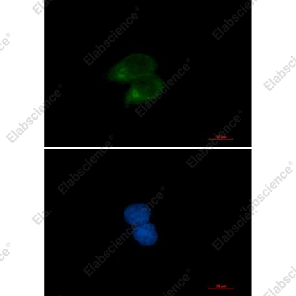 Recombinant CLSTN1 Monoclonal Antibody - 3