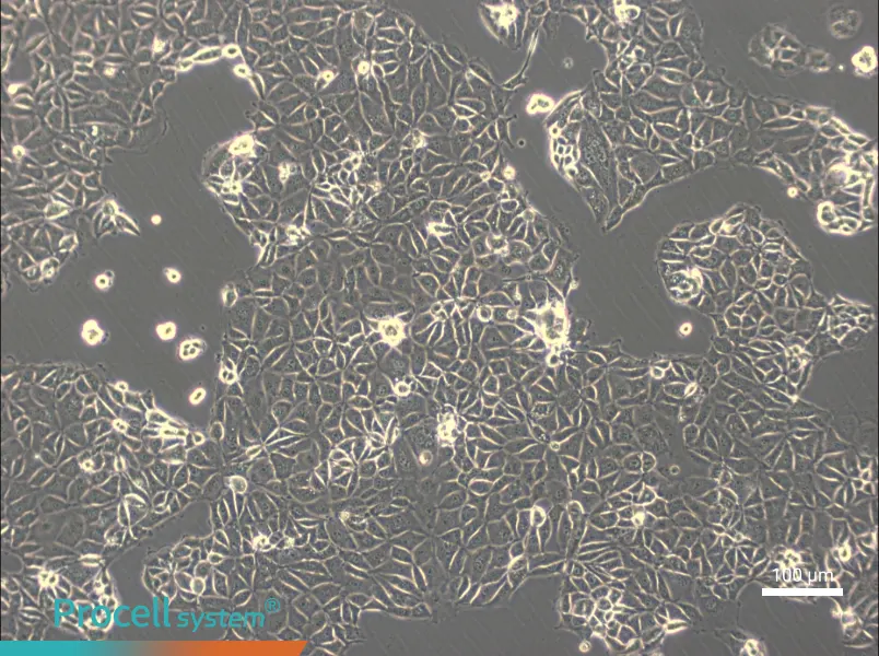 CMT93 Cell Complete MediumCMT93 Cell Complete Medium - 3