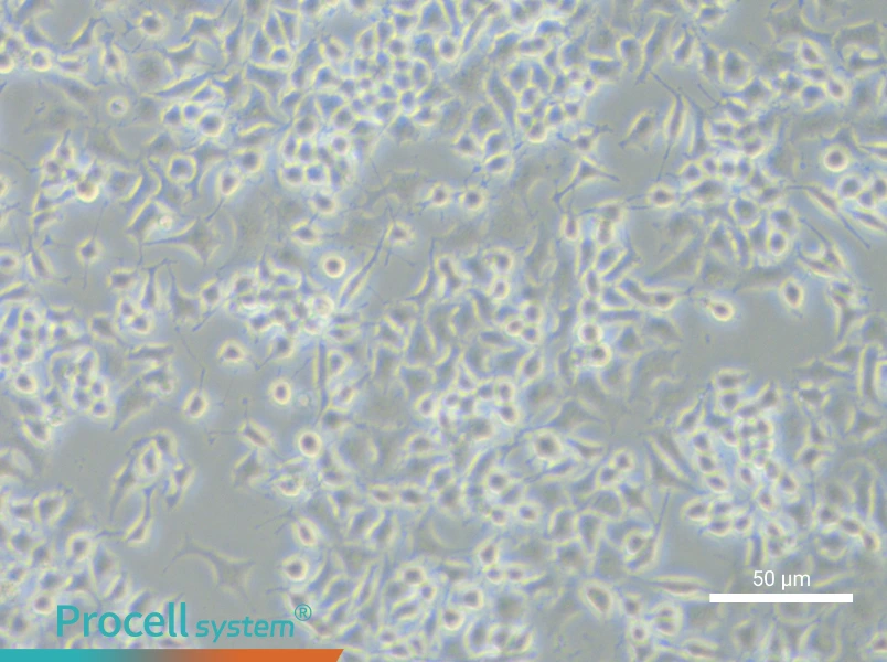 RLE-6TN Cell Complete MediumRLE-6TN Cell Complete Medium - 4