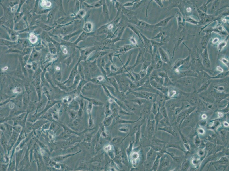 MiCl1 (S+L-) Cell Complete Medium - 5