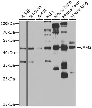 Western blot analysis of extracts of various cell lines using JAM2 Polyclonal Antibody at 1:1000 dilution.