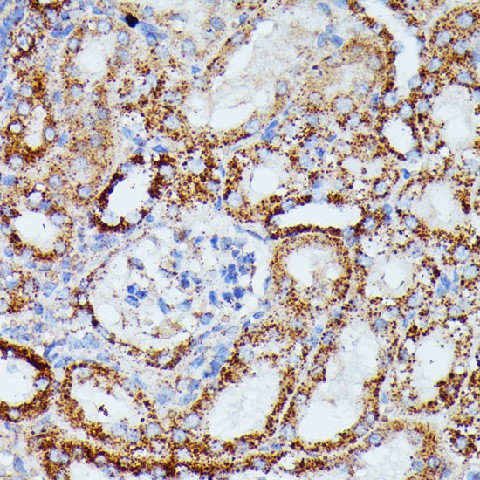 Immunohistochemistry of paraffin-embedded Mouse kidney using IDH3A Polyclonal Antibody at dilution of  1:100 (40x lens).