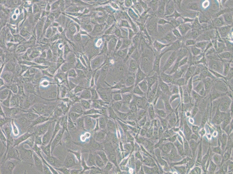 NIH/3T3-GFP Cell Complete Medium - small - 5