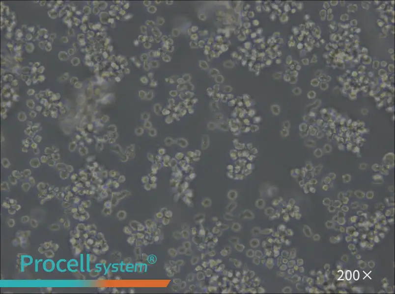 U-2932 Cell Complete Medium - small - 4