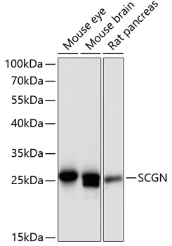 Western blot analysis of extracts of various cell lines using SCGN Polyclonal Antibody at dilution of 1:3000.