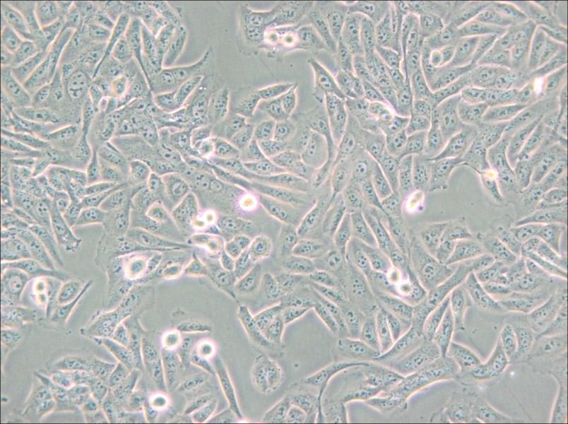 MNNG/HOS Cl #5 [R-1059-D] Cell Complete Medium - 6