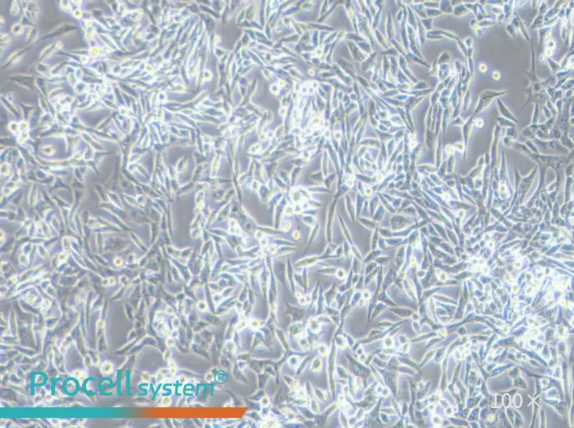 SK-UT-1 Cell Complete Medium - 2