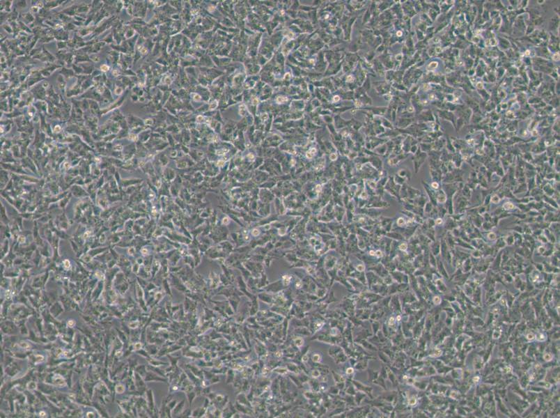 Kelly Cell Complete MediumKelly Cell Complete Medium - 3