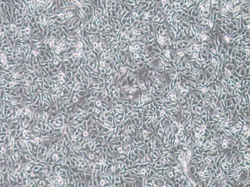 CAL-62 Cell Complete Medium - 3