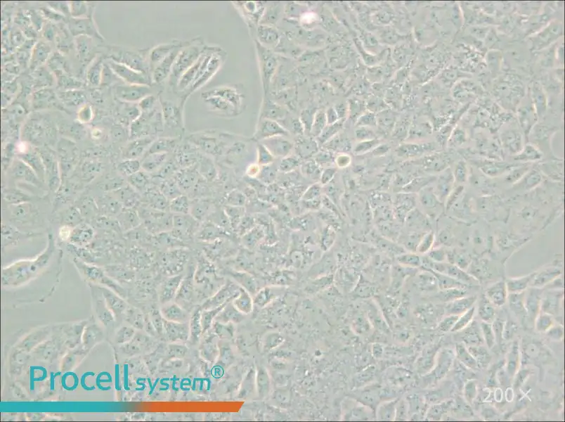 VERO C1008 [Vero E6] Cell Complete Medium - small - 4