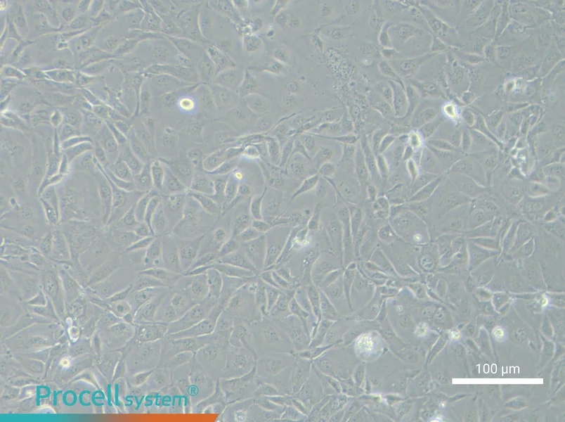 NCI-H3255NCI-H3255 - 3