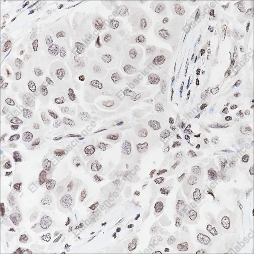 Recombinant Histone H3 (Mono Methyl Lys79) Monoclonal Antibody - 2