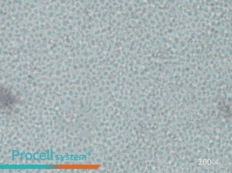 IM-9 Cell Complete Medium - small - 5