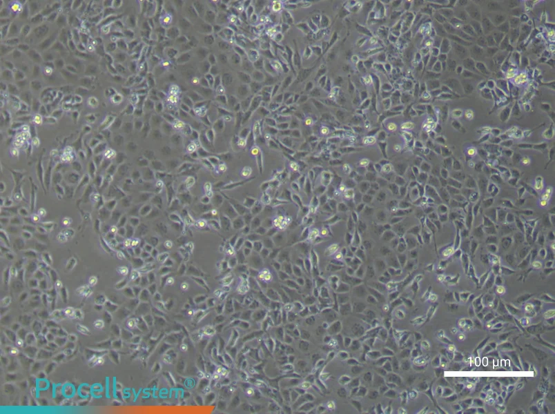 Mouse Renal Microvascular Endothelial Cell Complete MediumMouse Renal Microvascular Endothelial Cell Complete Medium - 3