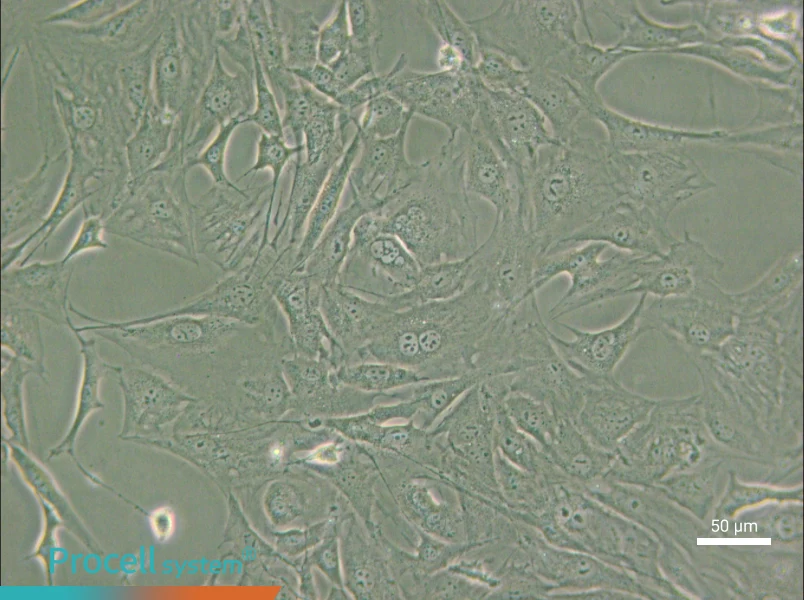 3T3-Swiss albino Cell Complete Medium - small - 6