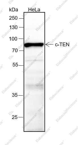 Recombinant CTEN Monoclonal Antibody - 1