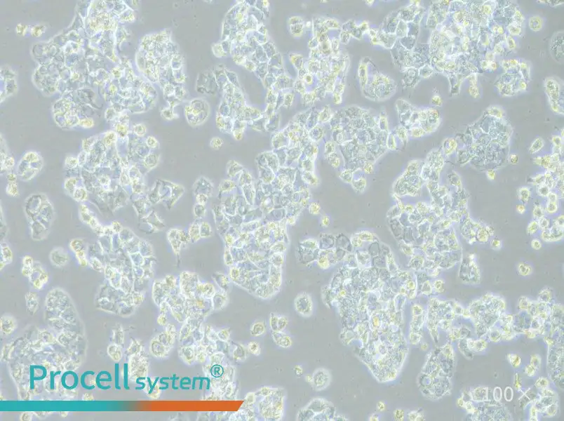 HCC1569 Cell Complete Medium - 3