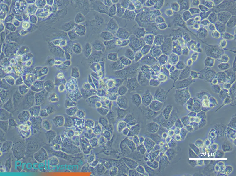 Mouse Nucleus Pulposus cells - 5