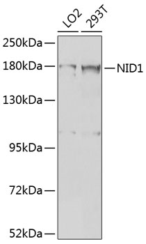 Western blot analysis of extracts of various cell lines using NID1 Polyclonal Antibody at 1:1000 dilution.