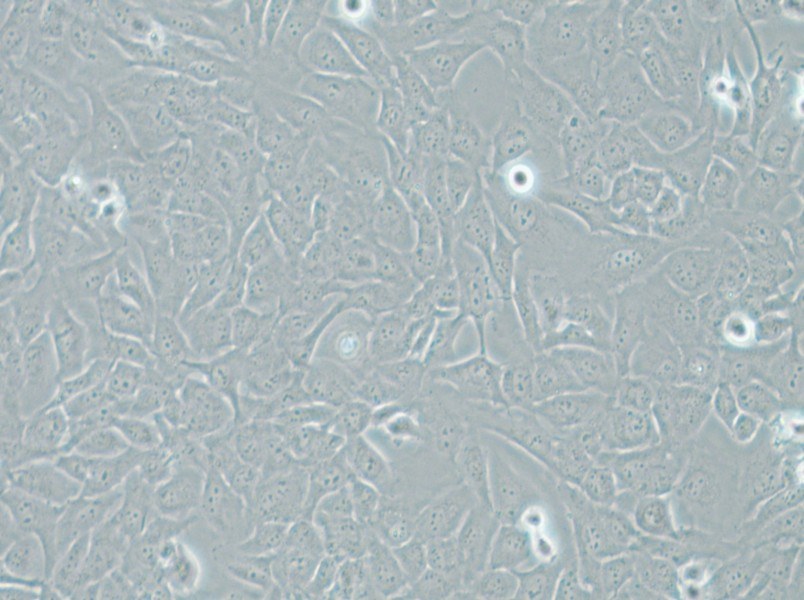 AC16 Cell Complete Medium - small - 7