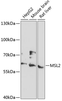 Western blot analysis of extracts of various cell lines using MSL2 Polyclonal Antibody at 1:3000 dilution.