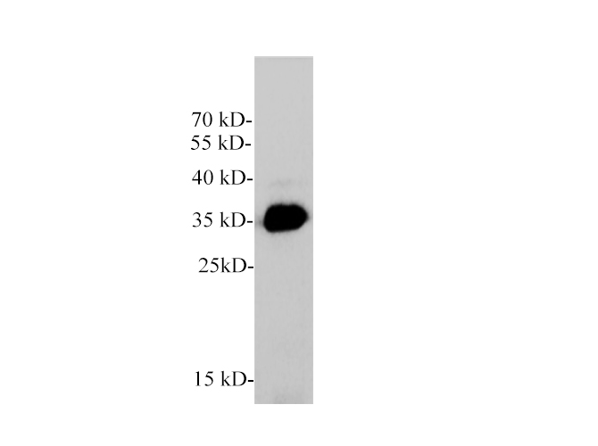 Western blot of HepG2 cell with GDF15 polyclonal antibody at 1:1000 dilution.