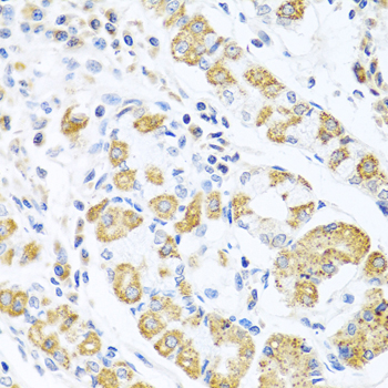 Immunohistochemistry of paraffin-embedded Human stomach using EDIL3 Polyclonal Antibody at dilution of 1:100 (40x lens).