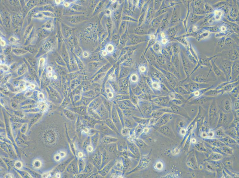 MDA-MB-231 (DMEM) Cell Complete Medium - small - 6