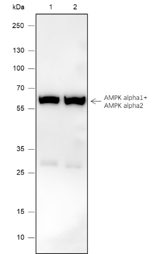 Recombinant AMPK alpha 1+AMPK alpha 2 Monoclonal Antibody-searchlist-1