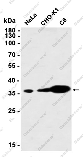 Recombinant Annexin 4 Monoclonal Antibody - 1