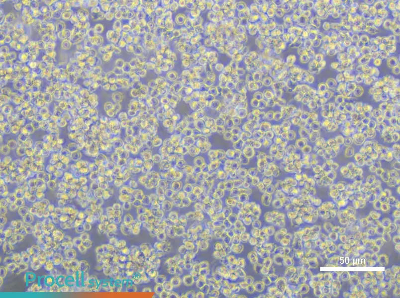 Karpas-422 Cell Complete MediumKarpas-422 Cell Complete Medium - 4