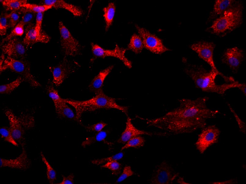 Rat Chondrocyte Complete Medium - 2