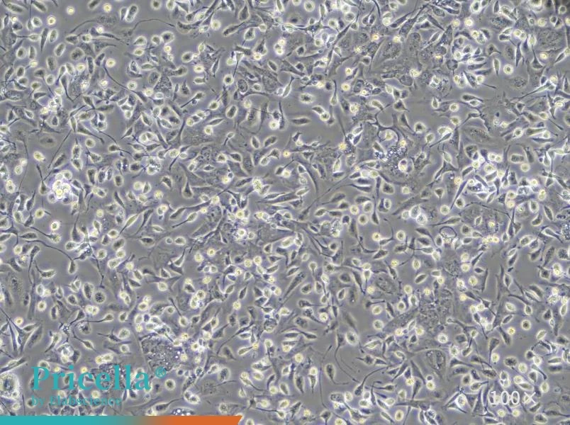 Rat Kupffer Cell Isolation and Culture Kit - 4