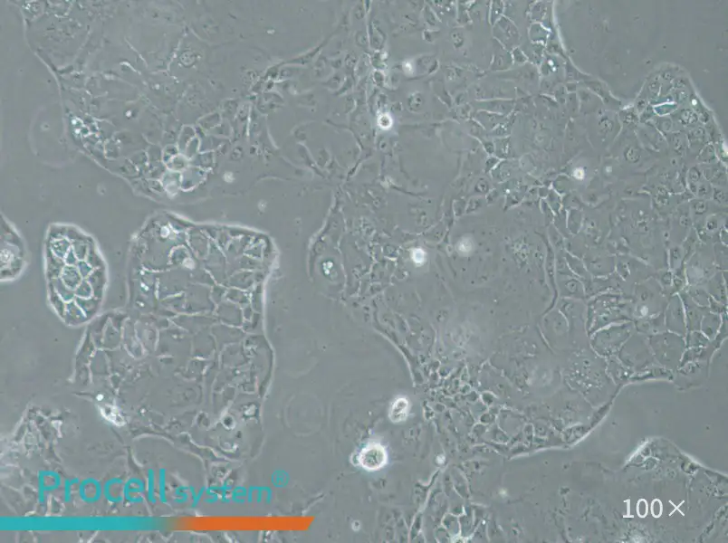 SU.86.86 Cell Complete MediumSU.86.86 Cell Complete Medium - 2