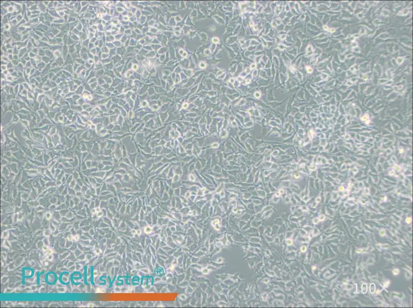 NCI-H3122NCI-H3122 - 3