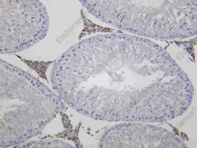 Recombinant FDX1 Monoclonal Antibody - 3