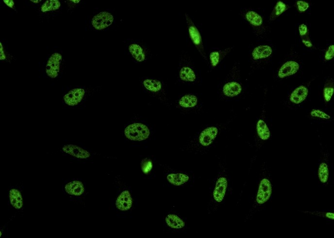 Recombinant DPY30 domain containing 2/DYDC2 Monoclonal Antibody-searchlist-1
