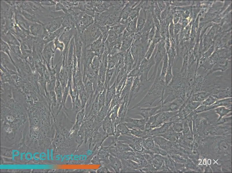 hTERT-HPNE Cell Complete Medium - 6
