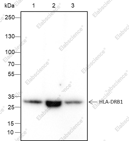 Recombinant HLA-DRB1 Monoclonal Antibody - 1