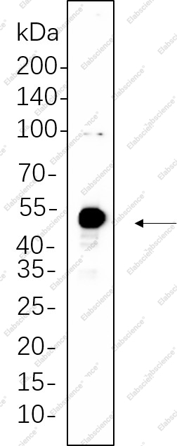 Recombinant Phospho-c-Jun (Ser63) Monoclonal Antibody - 1