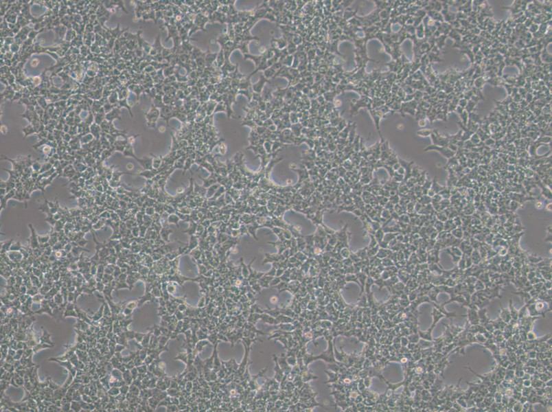 NCCIT Cell Complete MediumNCCIT Cell Complete Medium - 3