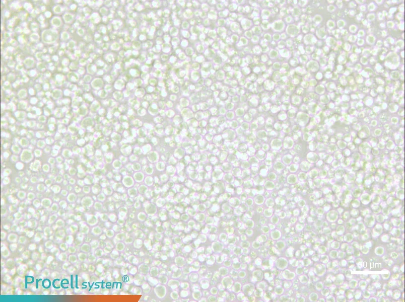 OKT 11 Cell Complete Medium - small - 4