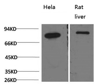 Western Blot analysis of 1) Hela, 2) Rat liver using HSPA5 Monoclonal Antibody at dilution of 1:2000.